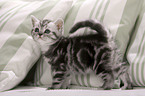 British Shorthair Kitten