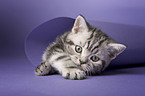 British Shorthair Kitten