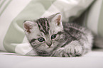 British Shorthair Kitten