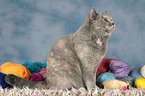 sitting British Shorthair