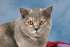 British Shorthair Portrait