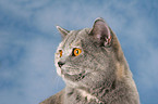 British Shorthair Portrait