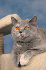 lying British Shorthair on cat tree