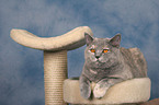 lying British Shorthair on cat tree