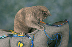 playing British Shorthair