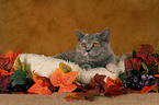 British Shorthair in catbed