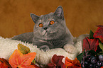 British Shorthair in catbed