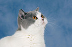 British Shorthair Portrait