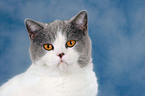 British Shorthair Portrait