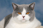 British Shorthair Portrait