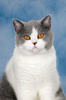 British Shorthair Portrait