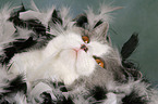 British Shorthair with feather boa