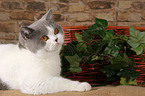 lying British Shorthair