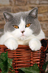 British Shorthair in basket