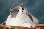 lying British Shorthair