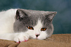 playing British Shorthair