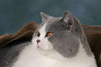 British Shorthair Portrait