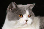 British Shorthair Portrait