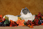 British Shorthair in catbed