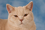 British Shorthair Portrait