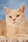 lying British Shorthair