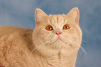 British Shorthair Portrait