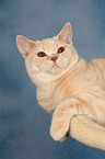 lying British Shorthair