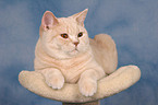 lying British Shorthair