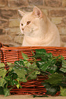 British Shorthair in basket