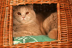 British Shorthair in basket