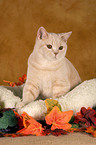 British Shorthair in catbed