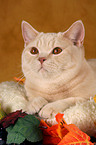 British Shorthair in catbed