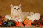 British Shorthair in catbed