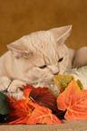 British Shorthair in catbed