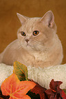 British Shorthair in catbed