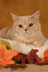 British Shorthair in catbed