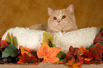 British Shorthair in catbed