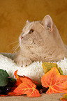 British Shorthair in catbed