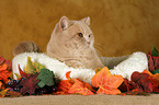 British Shorthair in catbed