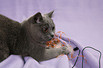 playing British Shorthair