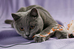 playing British Shorthair