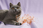 playing British Shorthair