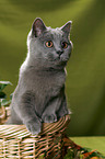 British Shorthair