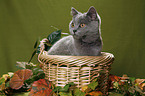 British Shorthair