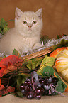 British shorthair kitten