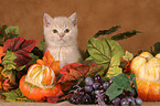 British shorthair kitten