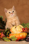 British shorthair kitten