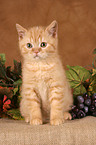 British shorthair kitten