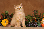 British shorthair kitten