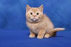 British Shorthair Kitten